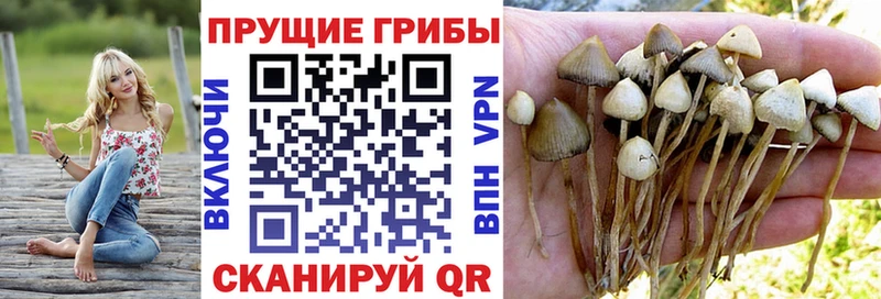 omg   Новосибирск  Псилоцибиновые грибы MAGIC MUSHROOMS 